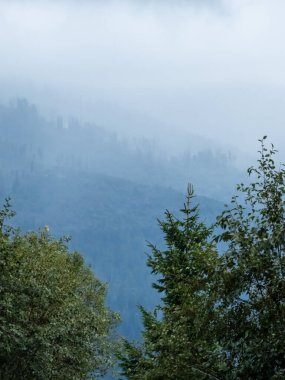 Güzel dağ ormanı manzarası