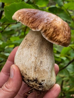 Ormanda beyaz mantarlar