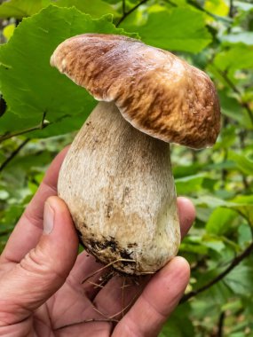 Ormanda sürünün. Ormandaki mantar.