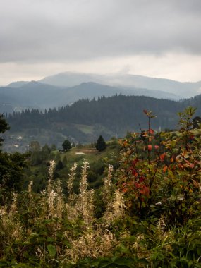 Karpatlar 'da yaz mevsiminde yeşil ağaçlar olan güzel dağ manzarası.