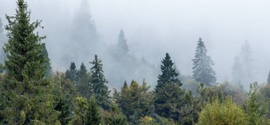 Ormanda sisli bir sabah