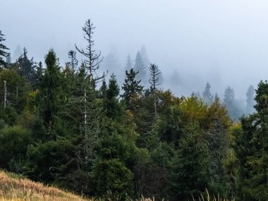 Sisli bir sonbahar ormanının güzel bir görüntüsü