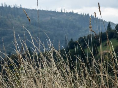 Doğanın güzel manzarası