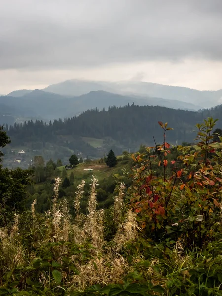 Karpatlar 'da yaz mevsiminde yeşil ağaçlar olan güzel dağ manzarası.