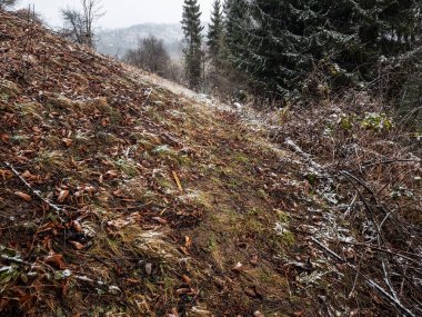 Ormanda bir yığın kuru ot..