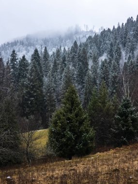 Karpat Dağları 'nın güzel kış manzarası