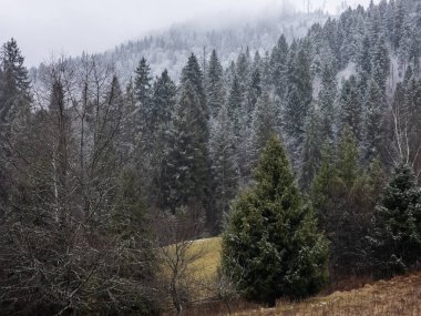 Karla kaplı ağaçlarla kaplı güzel kış manzarası