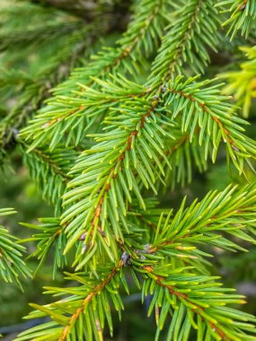 Ormanda yeşil yaprakları olan ladin ağacı dalları