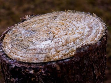 ormandaki Ağaç kesme