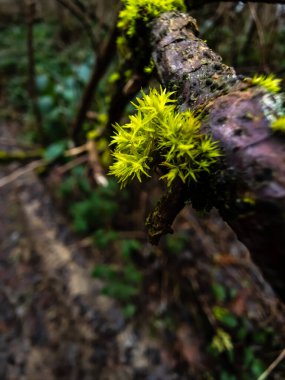 Güzel botanik fotoğrafı, doğal duvar kağıdı.