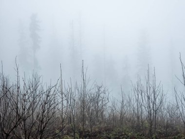 Ormanda sisli bir sabah