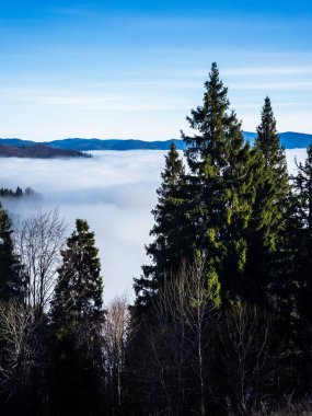 Dağda sisle kaplı bir ormanın güzel bir görüntüsü.