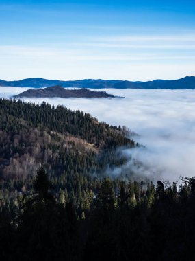 Ağaçlar ve orman gökyüzü arka planıyla inanılmaz doğa manzarası