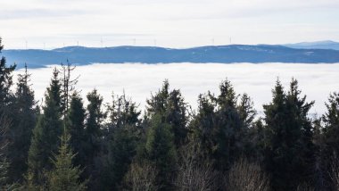 Ormanın güzel manzarası