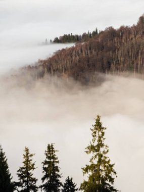 Sonbahar sabahı ormanda sis var..