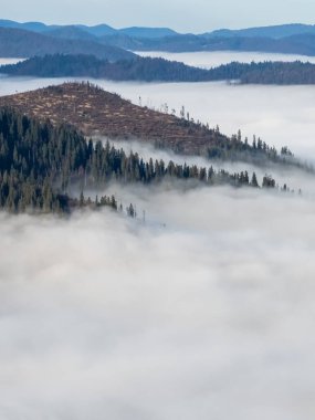 Ormanda sisli bir sabah