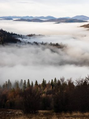 Sonbahar ormanında sisli bir sabah