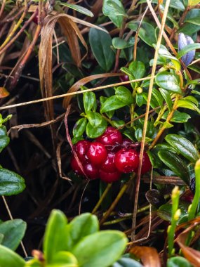 Bahçedeki kırmızı meyveler.