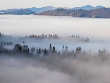 Karpatlar için güzel bir sabah sisi. Karpatlar, Ukrayna.
