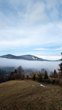 Ormanın güzel manzarası