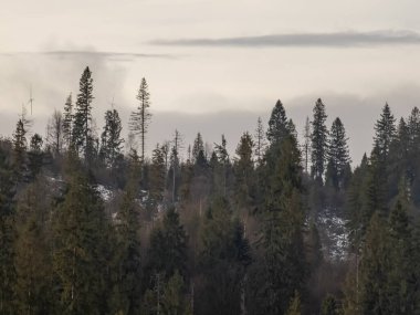 Kışın ağaçların güzel manzarası