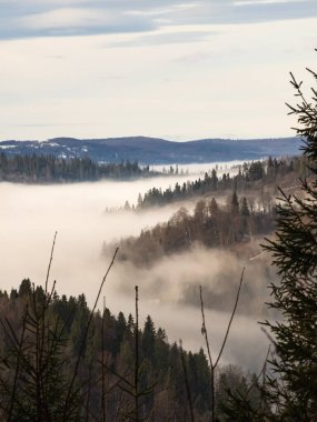 Ormanda sisli bir sabah. Sonbahar manzarası