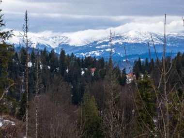 Dağlarda kış ormanı