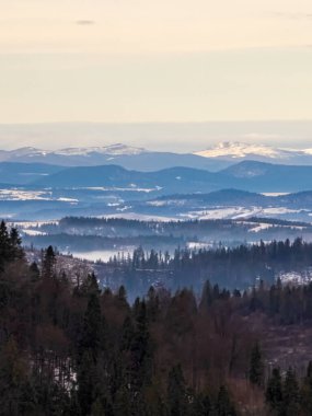 Ormanın kış mevsiminde karla kaplı dikey bir görüntüsü..