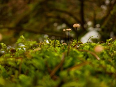 Ormandaki yosunlarda yetişen mantarlar. yakın - yakın görünüm.