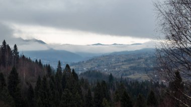Güzel kış dağ ormanları