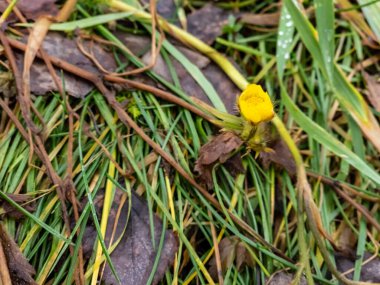 bahçede sarı çiçek