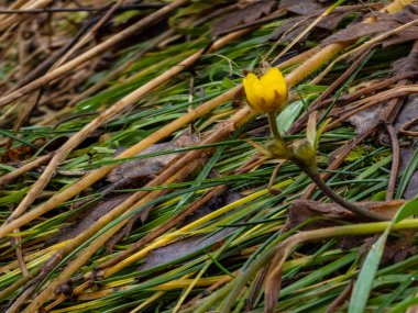 Baharda sarı çiçekler