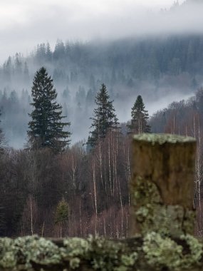 Ormanda sisli bir sabah.