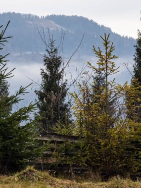 Arka planda sis olan bir ağacın dikey görüntüsü