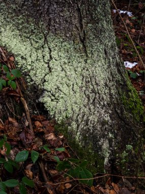 Ormandaki ağaç kabuğunda yeşil yosun