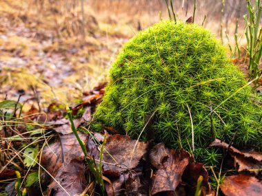 Ağaçtaki yeşil yosunları kapat.