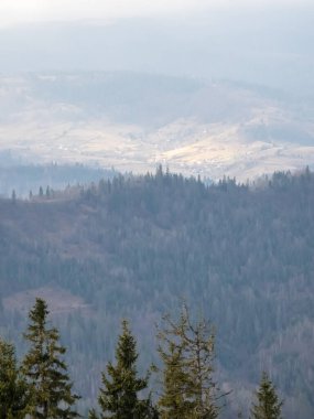 Yukarıdaki dağ ormanı manzarası