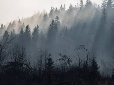 Dağlardaki sisli sonbahar ormanlarının güzel manzarası
