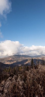 Ormanın güzel manzarası