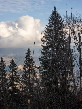 Kışın karların altında ormandaki ağaçların güzel bir görüntüsü.