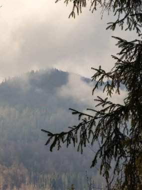 Dağlardaki bir ormanın güzel bir görüntüsü