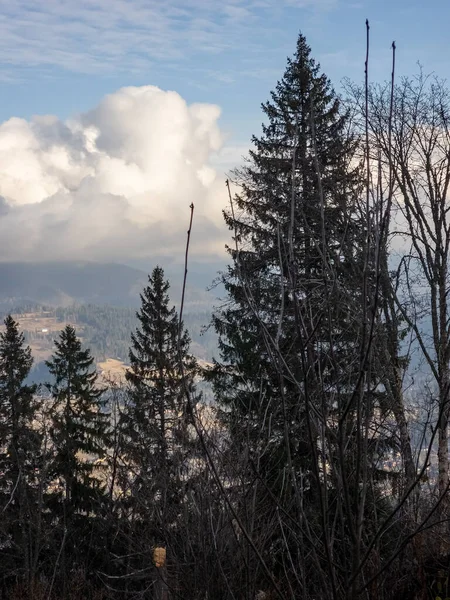 Kışın karların altında ormandaki ağaçların güzel bir görüntüsü.