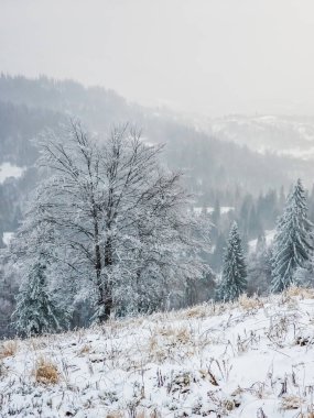 Dağlarla kaplı ormanı olan kış manzarası.