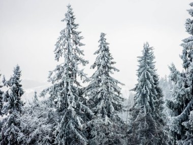 Karla kaplı ağaçlarla kaplı kış manzarası