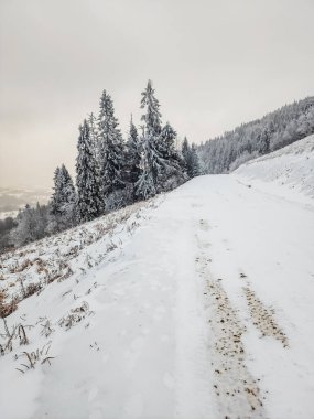 karlı bir ormanda kış yol