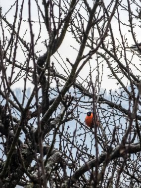 Robin Bird kırmızı gagalı ağaç dalına tünedi.