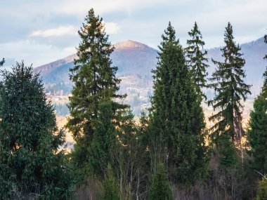 Dağlardaki bir tepede ağaçlar
