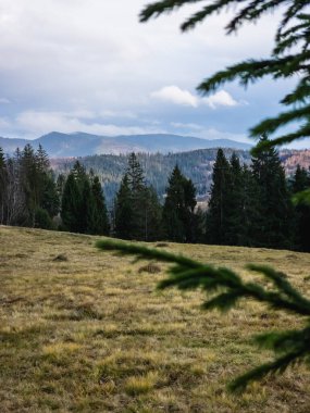 Bir orman manzarası ve arka planda bir ağaç.