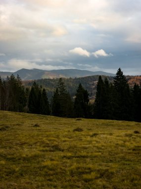 Dağlardaki ormanın güzel bir görüntüsü.
