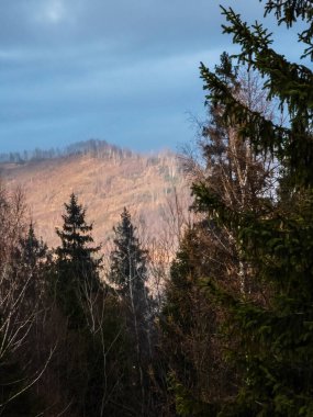 Ağaçlar ve ormanlarla dolu sonbahar manzarası